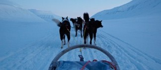 Spitsbergen huskies