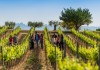 Wineyards Barcelona