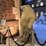 polar bear