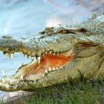 gatorland-ticket-with