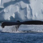 greenland whale